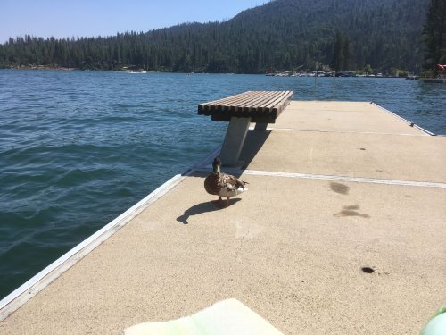 duck on dock